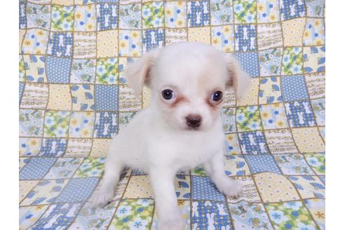 成約済の千葉県のチワワ(ロングコート)-98486の8枚目